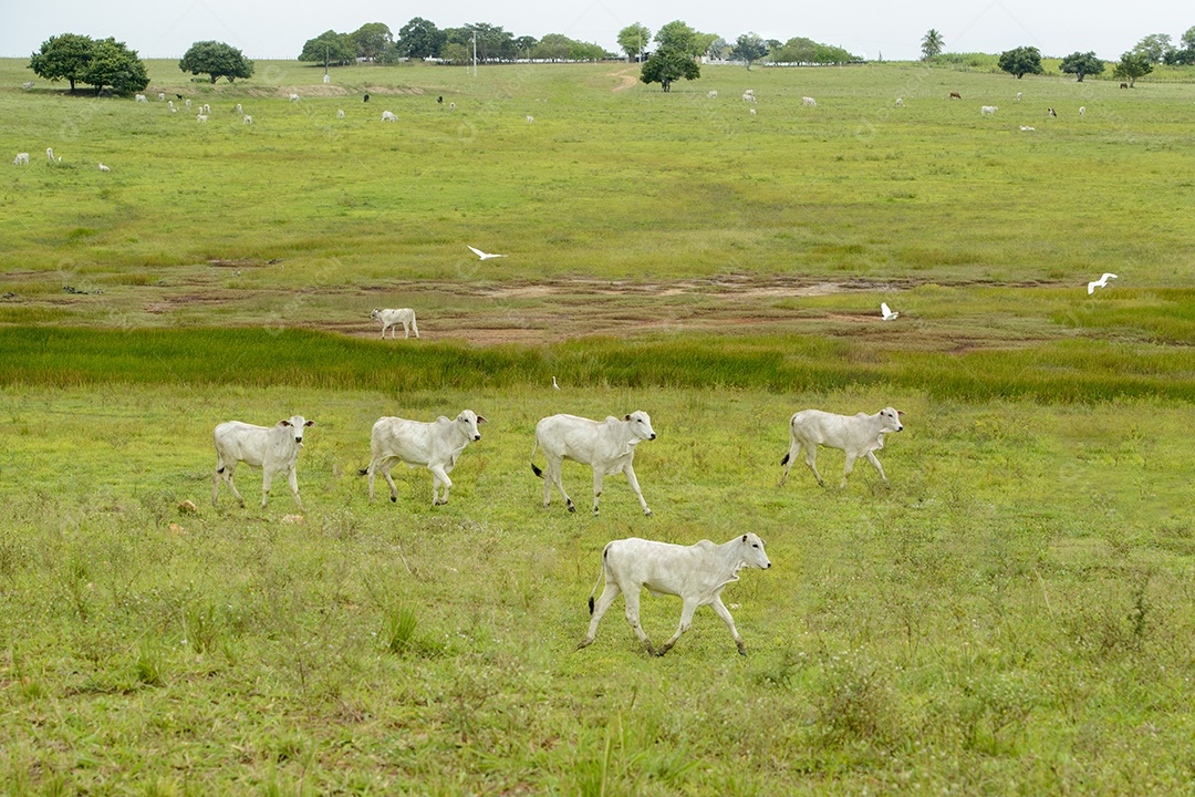 Gado Nelore no Estado da Paraíba, Brasil.