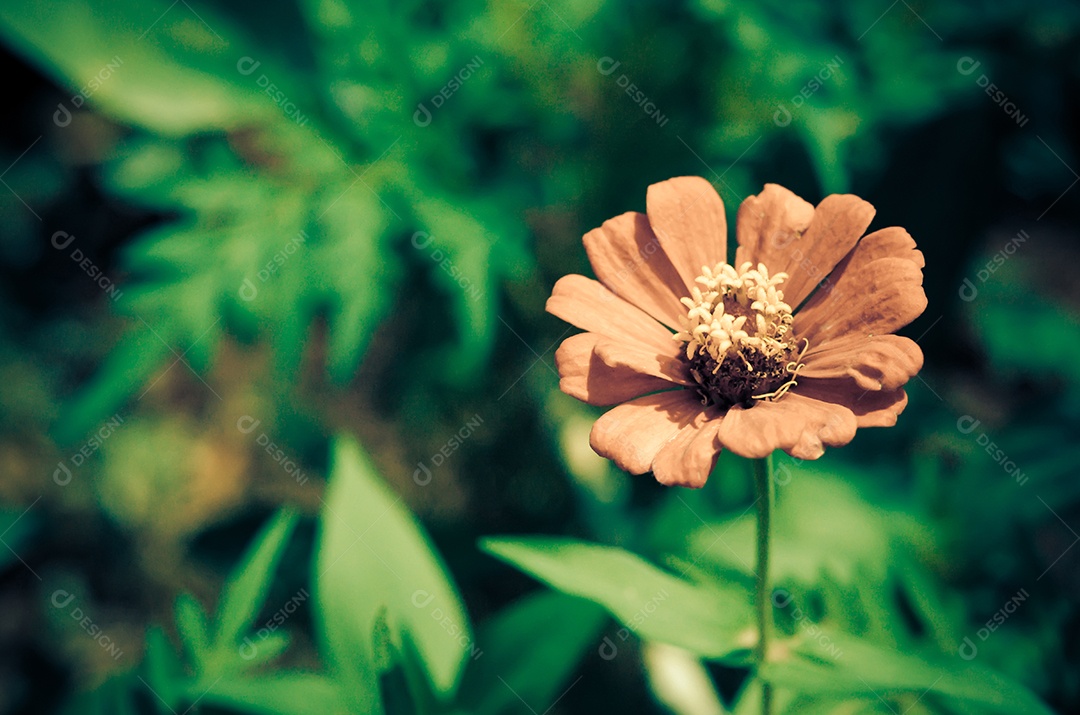 A flor do Cosmos sobre o fundo verde.