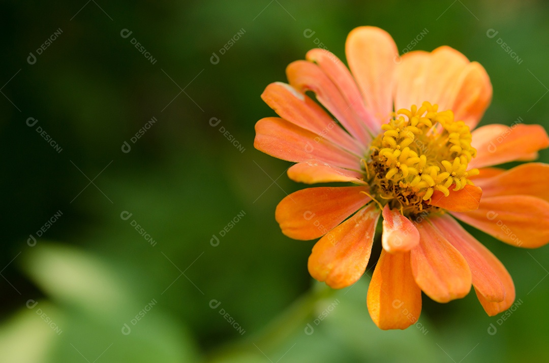 A flor do Cosmos sobre o fundo verde.