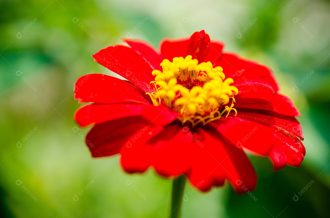 A flor do Cosmos sobre o fundo verde.