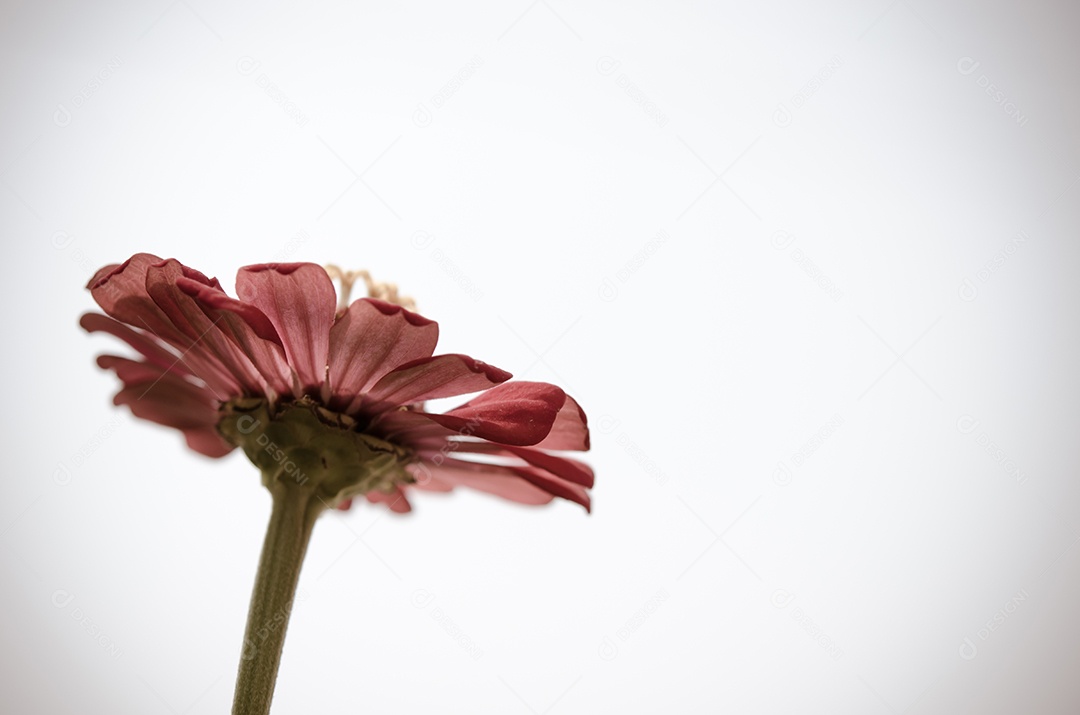 A flor Cosmos isolada no fundo branco.