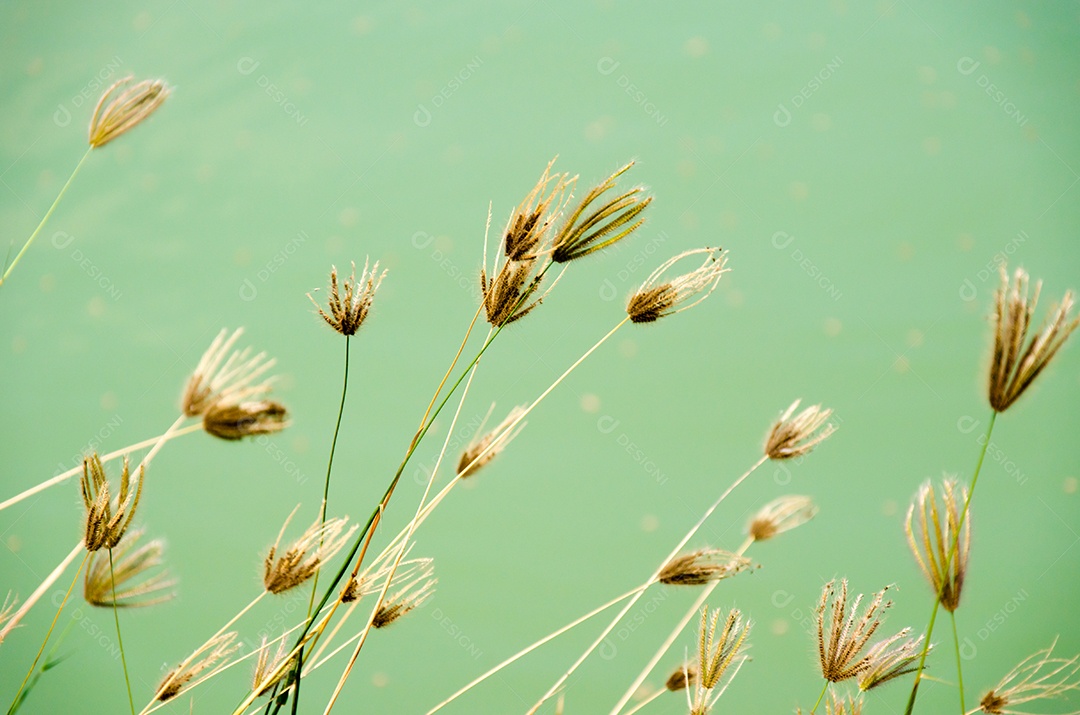 Flor de grama ao lado da estrada atrás de um rio.