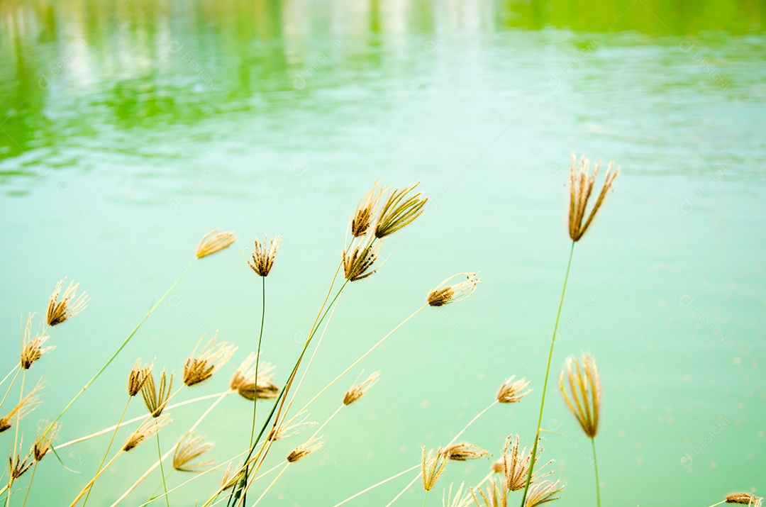 Flor de grama ao lado da estrada atrás de um rio.
