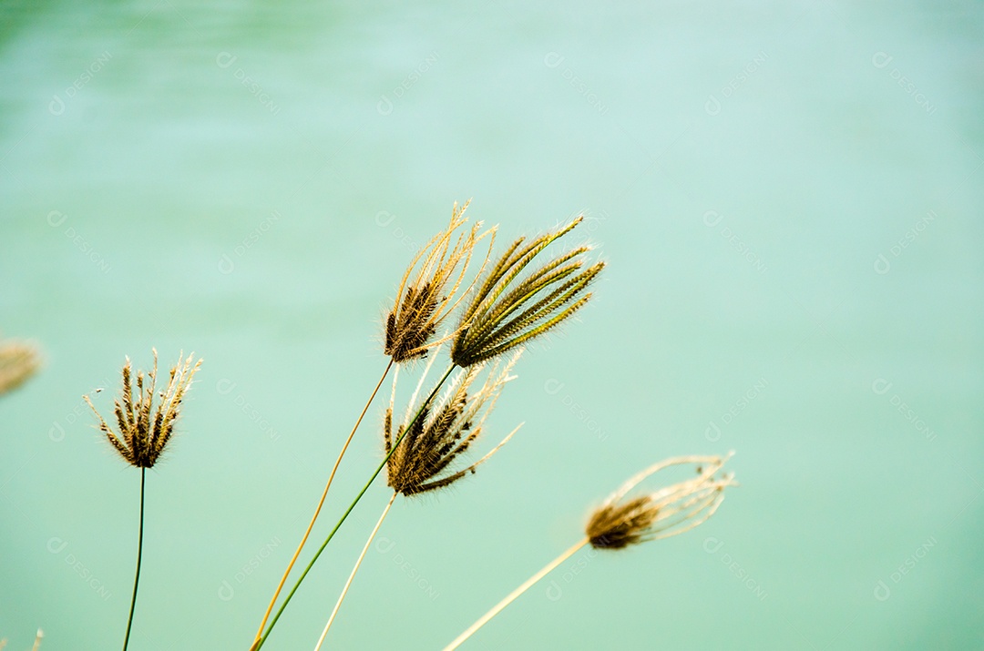 Flor de grama ao lado da estrada atrás de um rio.