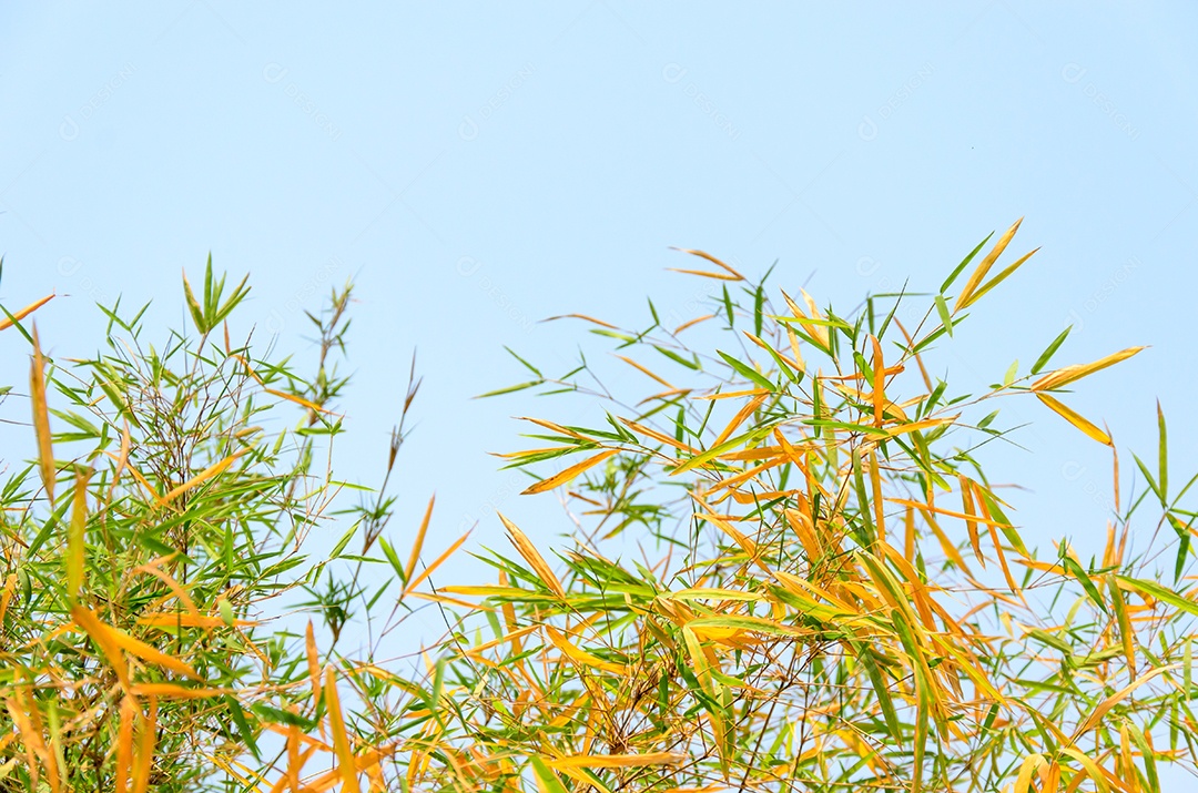 Céu de bambu verde como imagem de fundo.