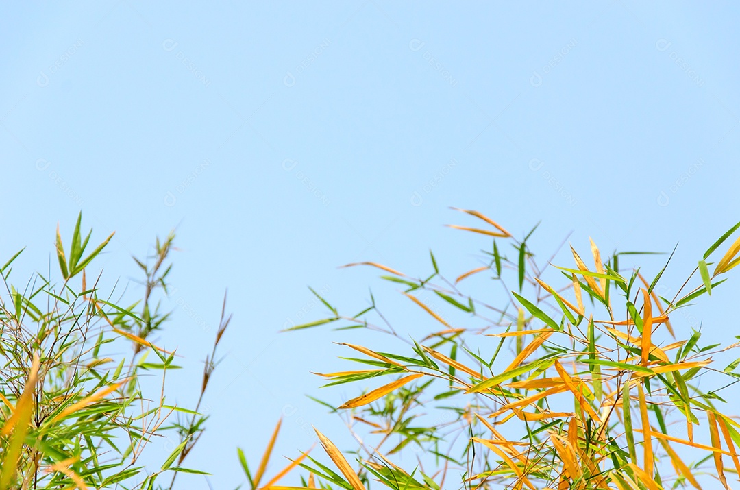 Céu de bambu verde como imagem de fundo.