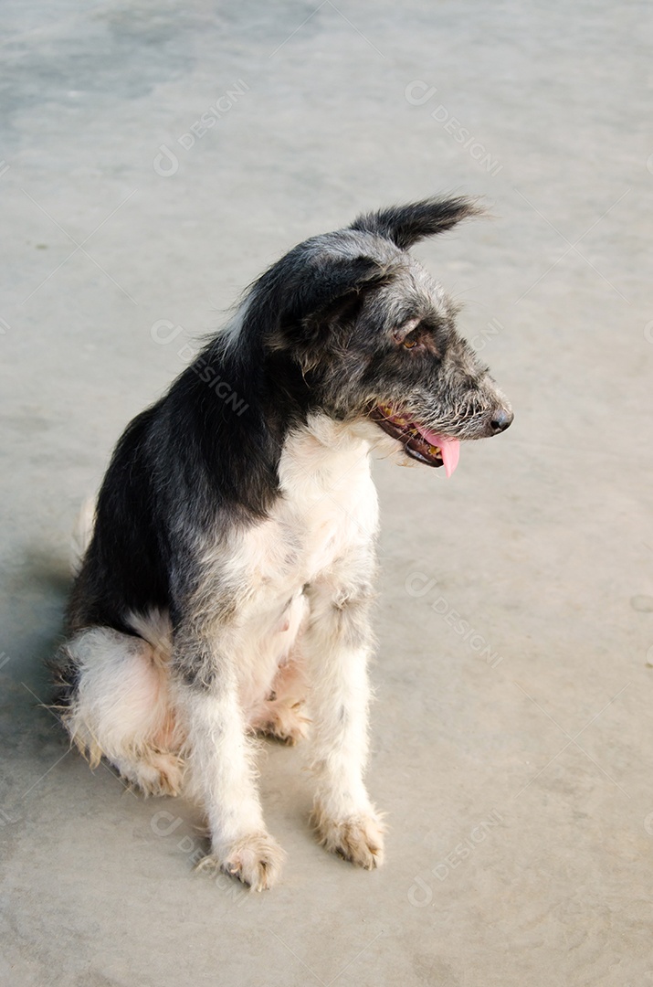 Cão preto sentado no chão de cimento.