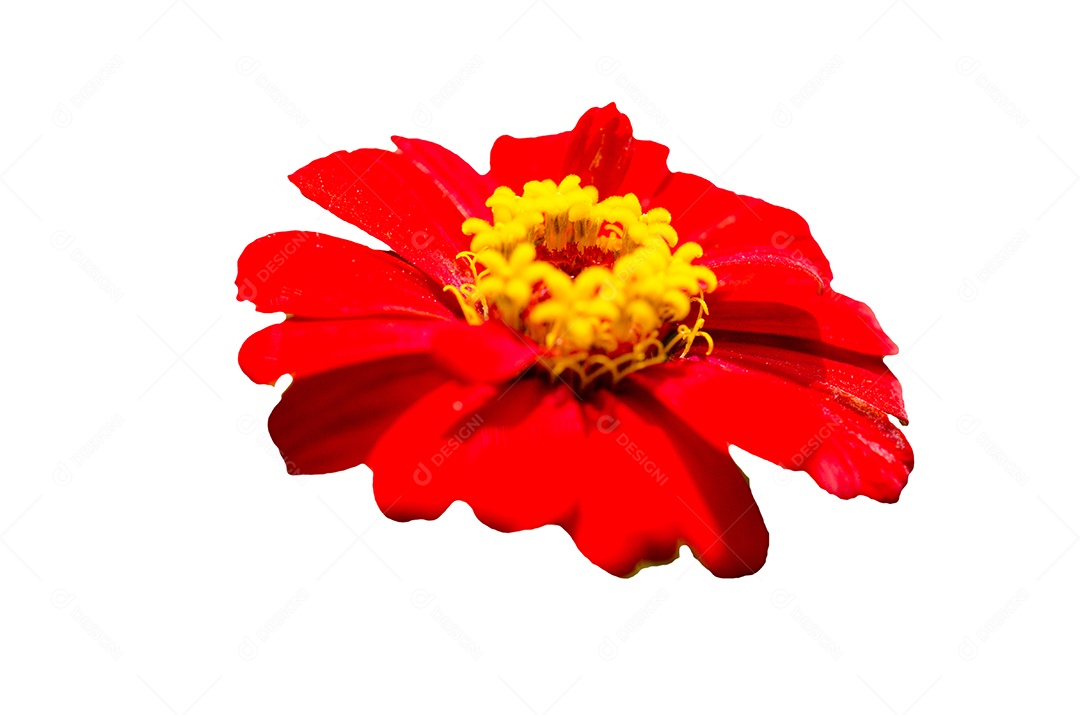 A flor do Cosmos no fundo branco.