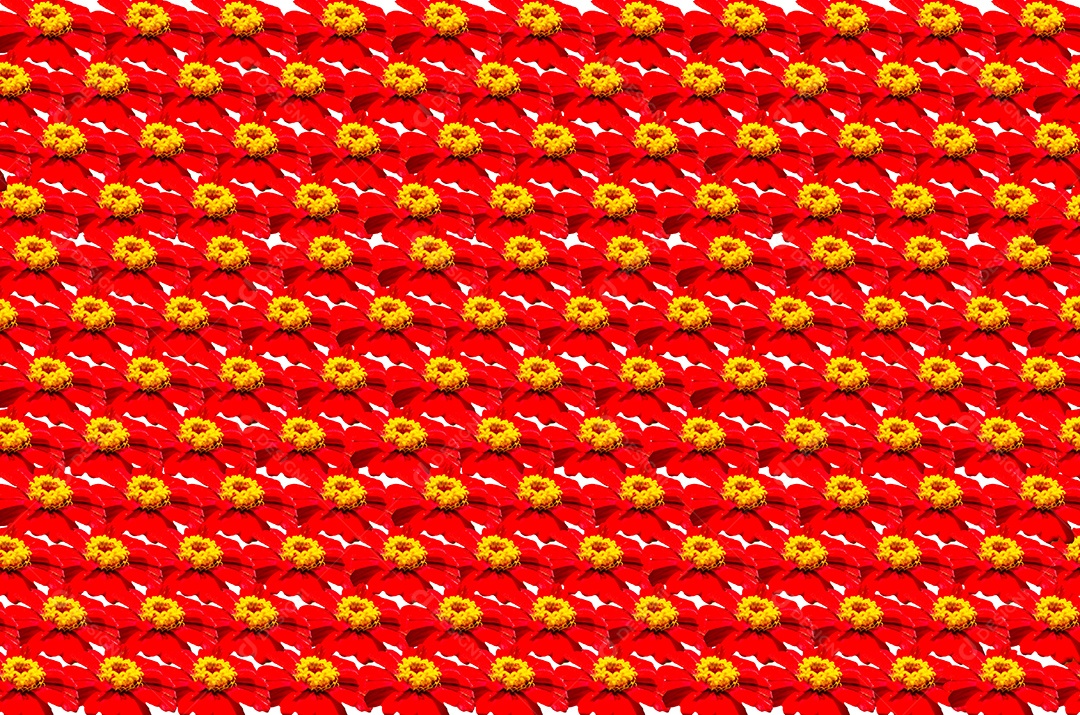 A flor do Cosmos como pano de fundo.