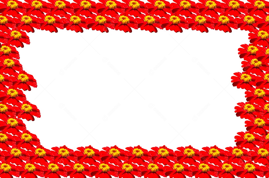 A flor do Cosmos no fundo branco.