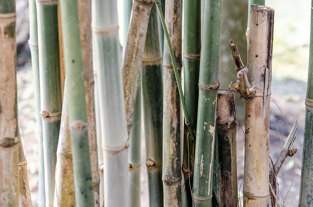 Verdes e fortes linhas verticais de árvores em um bambu.