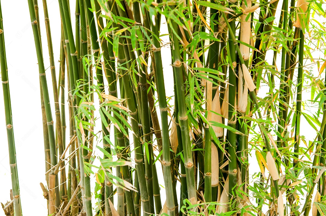 Um bambu verde isolado no fundo branco.