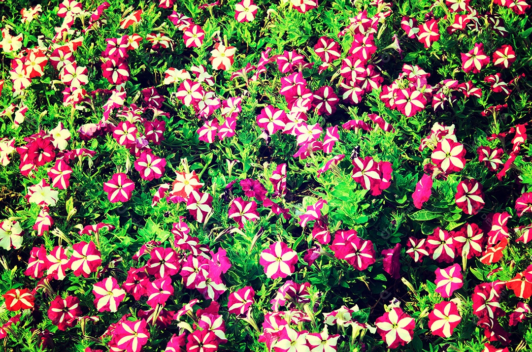 Phlox flores vermelhas e roxas no jardim.