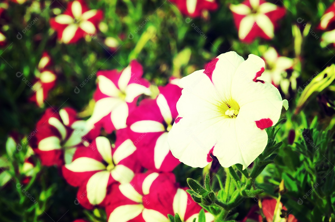 Phlox flores vermelhas e roxas no jardim.