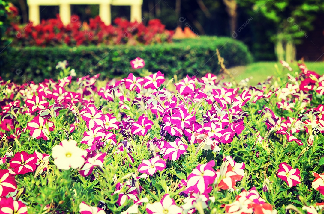 Phlox flores vermelhas e roxas no jardim.