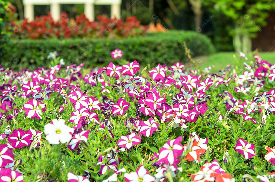 Phlox flores vermelhas e roxas no jardim.
