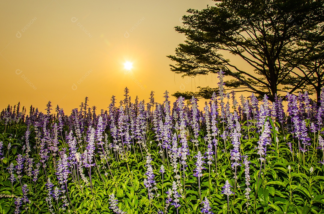 É uma planta herbácea perfumada flores roxas. Pôr do sol.