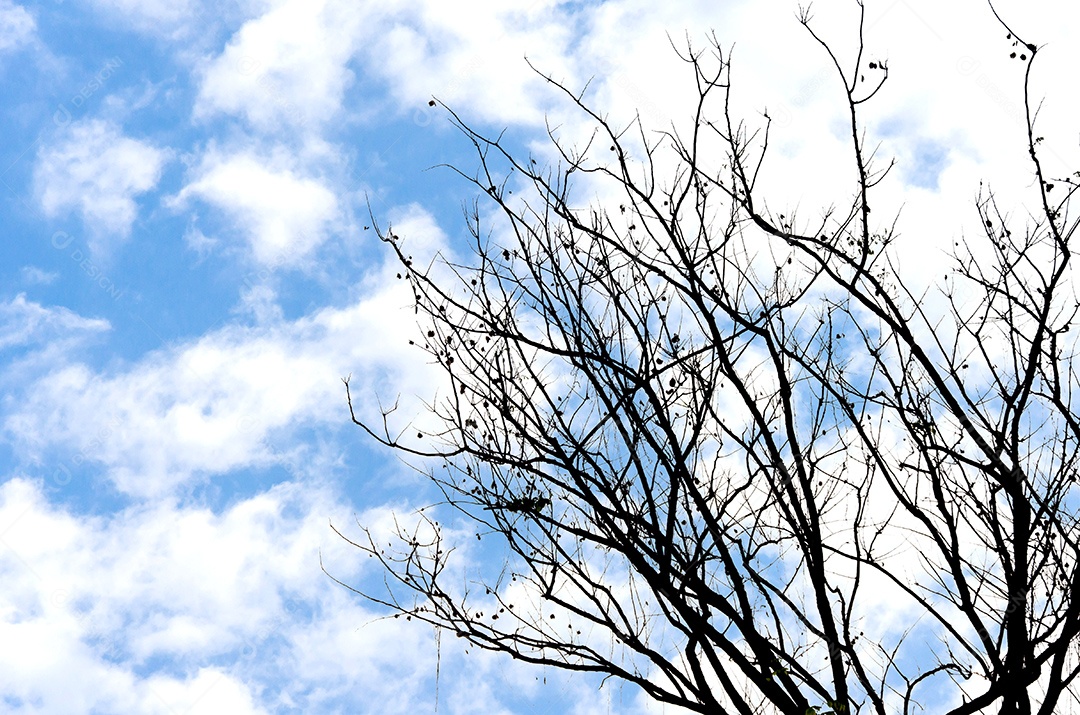 Silhueta de árvore preta no fundo do céu.