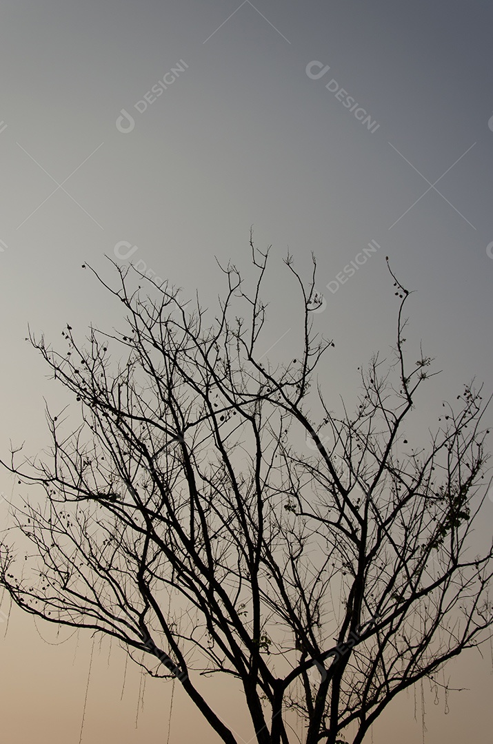 A árvore negra no fundo do céu