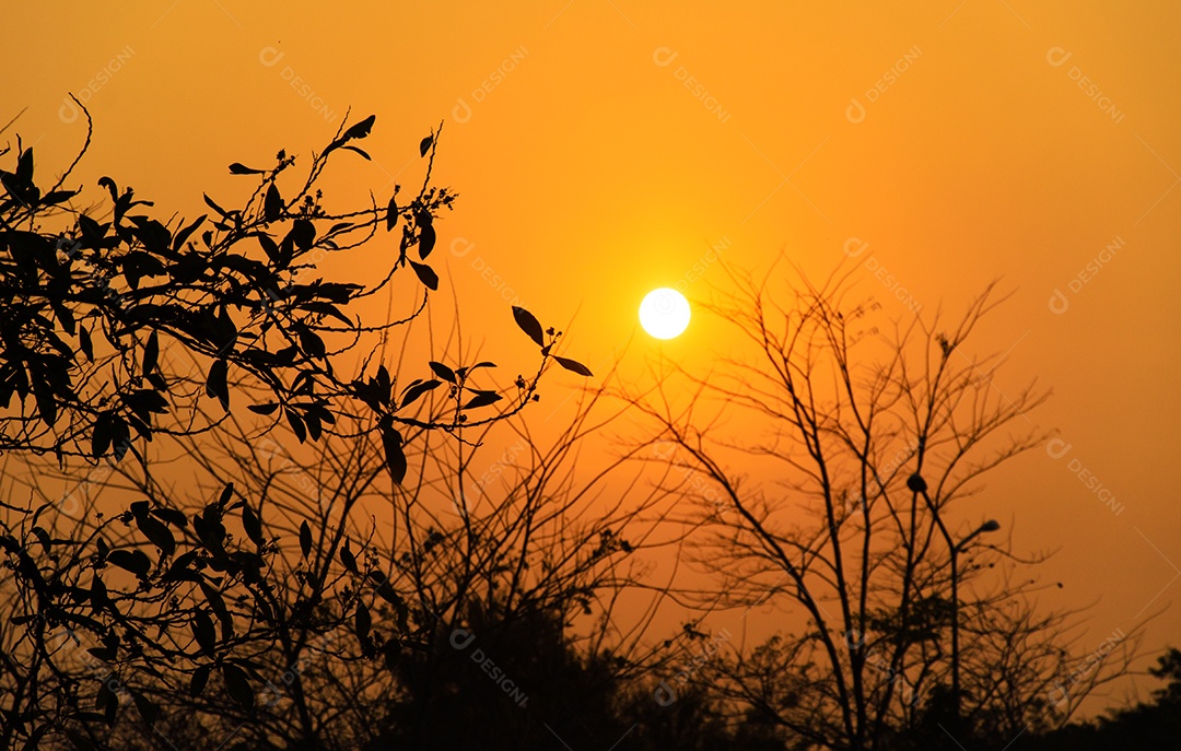 O sol e laranja o pôr do sol das árvores.