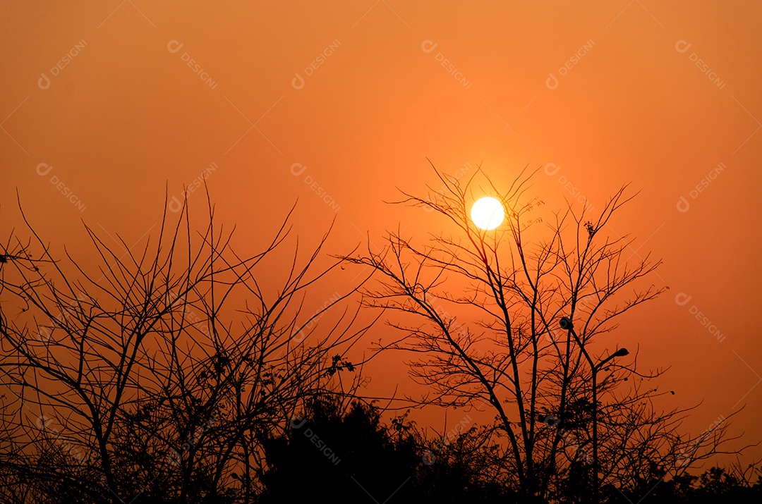 O sol e laranja o pôr do sol das árvores.