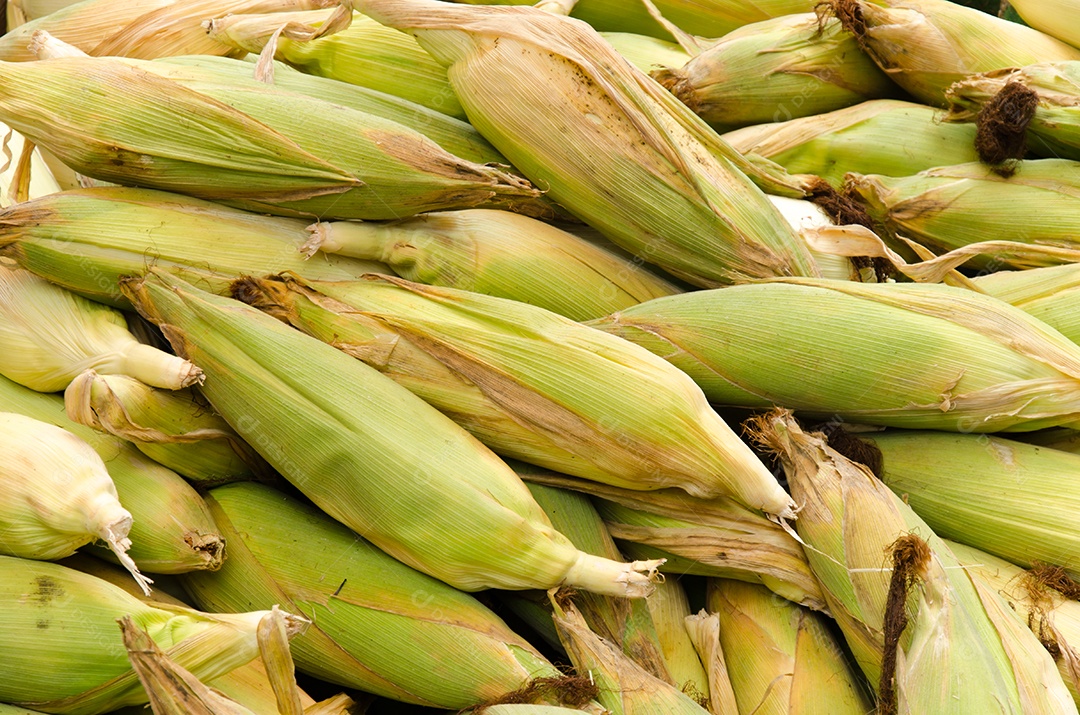 Milho com casca sobrepondo um ao outro.