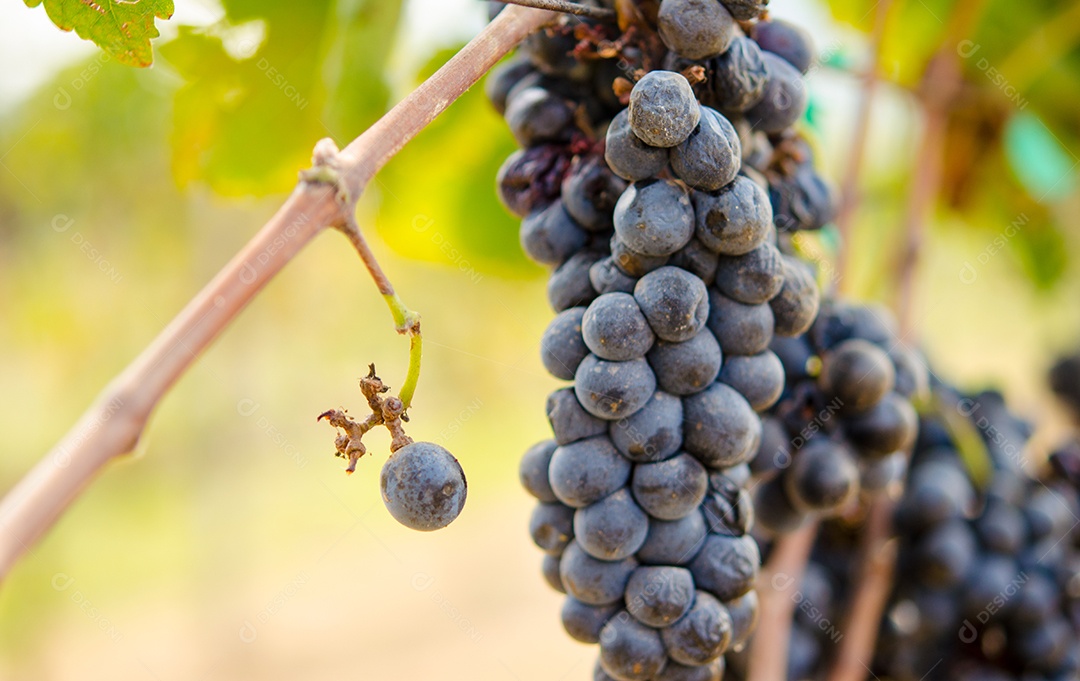 Uvas roxas em uma fazenda usada para fazer vinho.