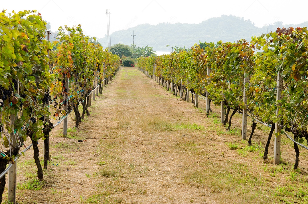 Uvas roxas em uma fazenda usada para fazer vinho.
