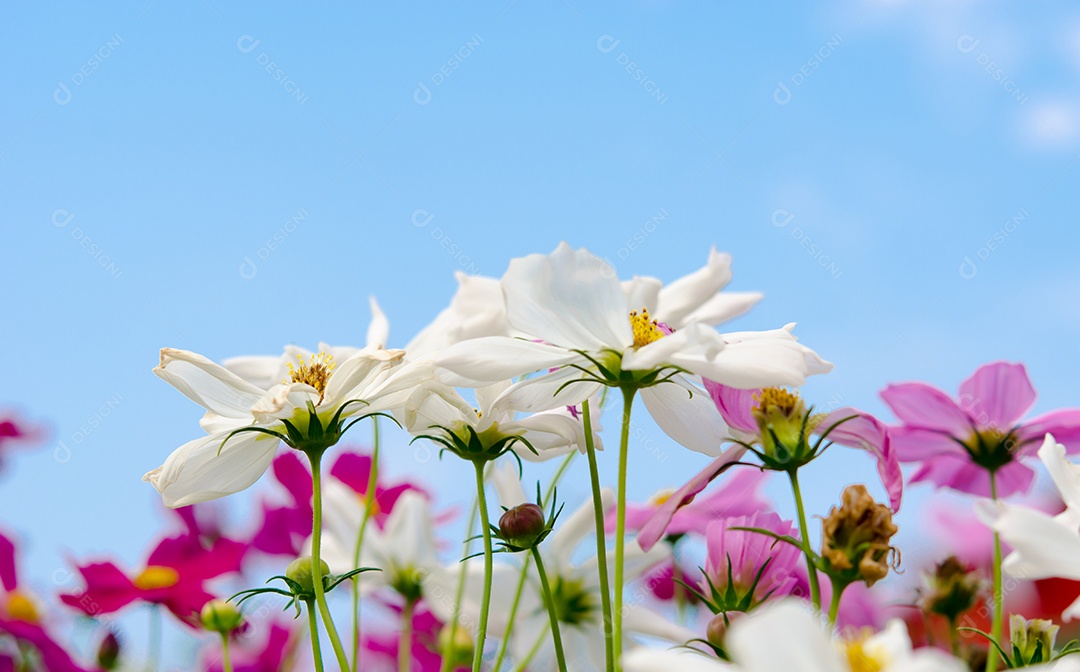 A flor Cosmos isolada no fundo do céu.