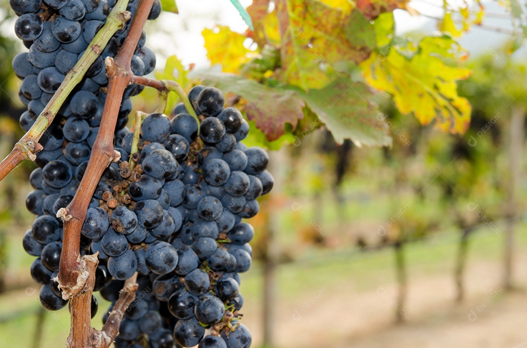 Uvas roxas em uma fazenda usada para fazer vinho.