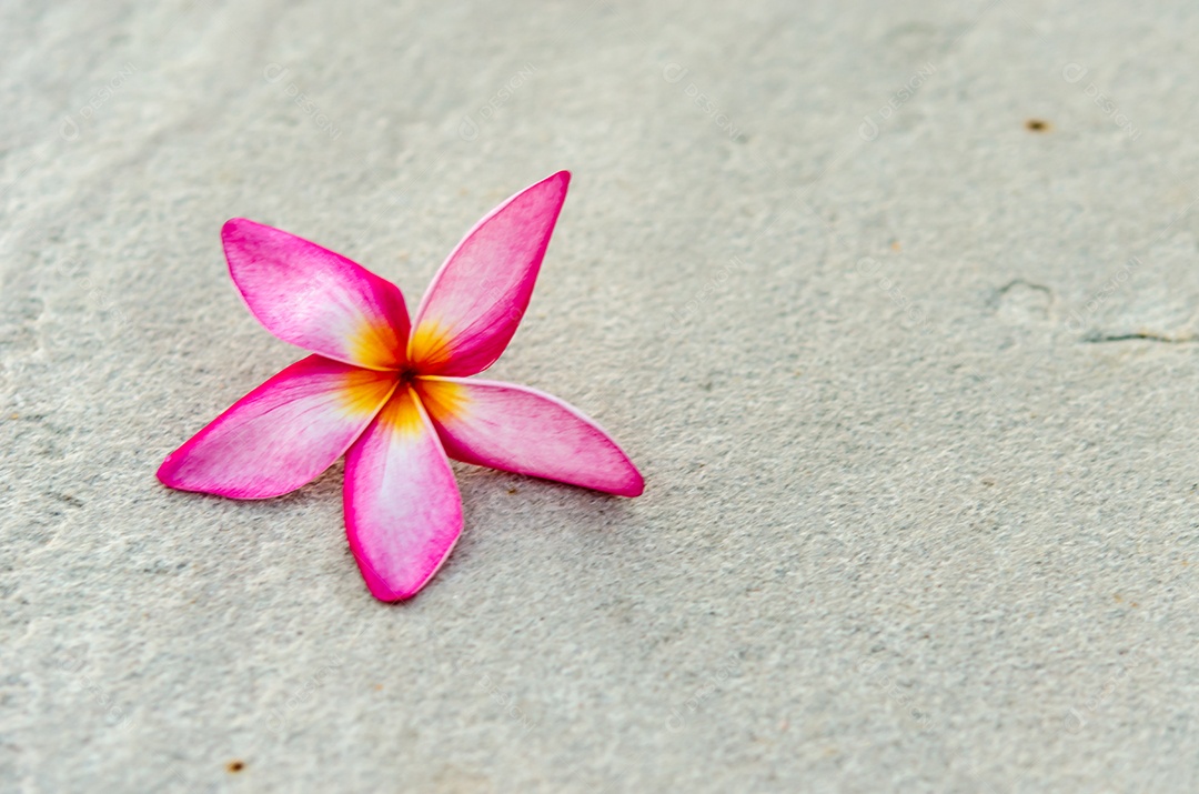 Flores cor de rosa Plumeria colocadas na areia.