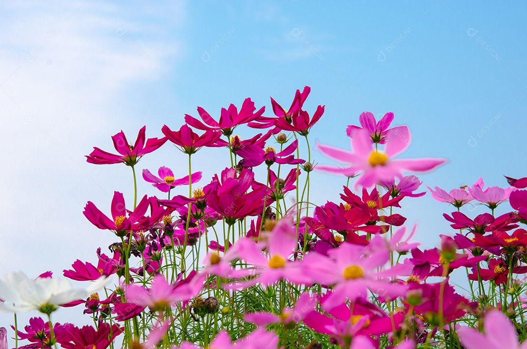 A flor Cosmos isolada no fundo do céu.