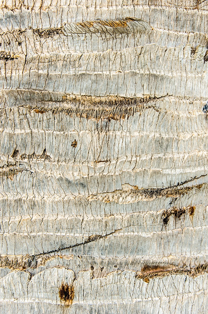 Textura de uma casca de árvore de perto.