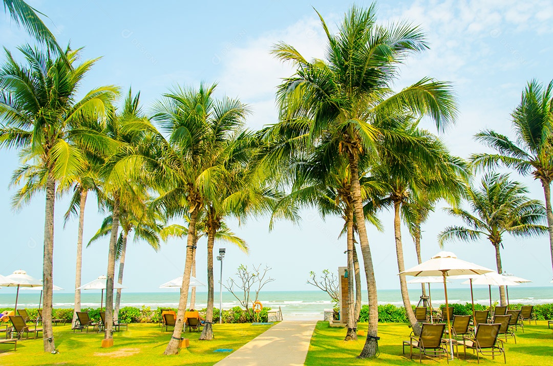 coco Palmeira disposta em linha na praia.