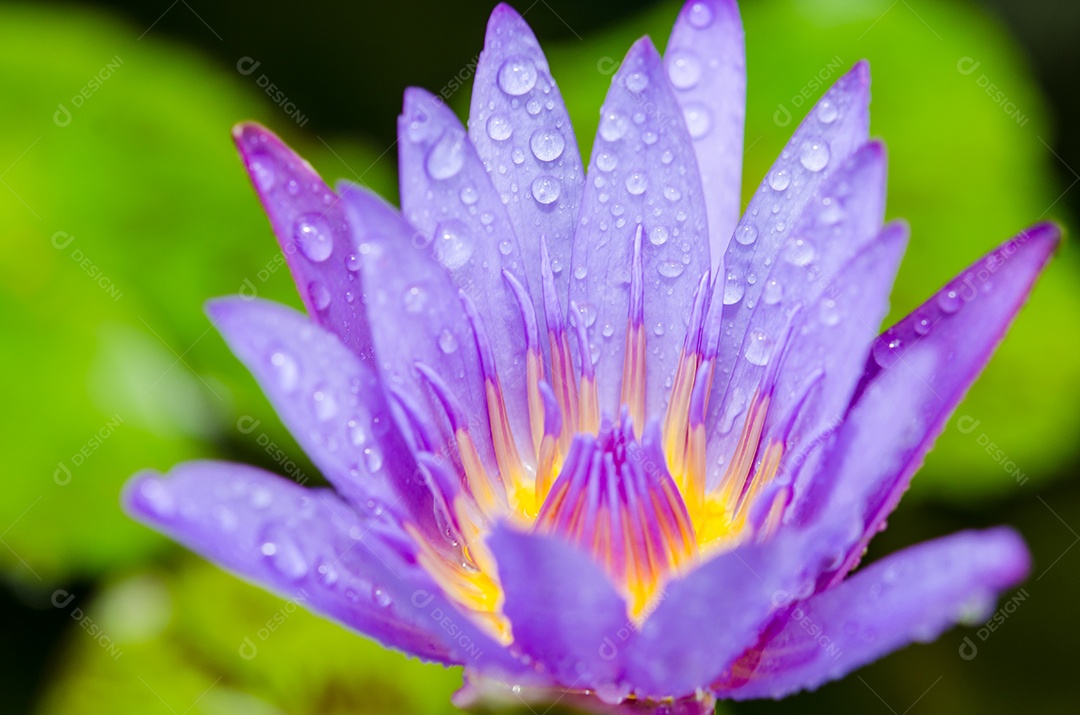 Lótus roxo isolado no fundo branco.