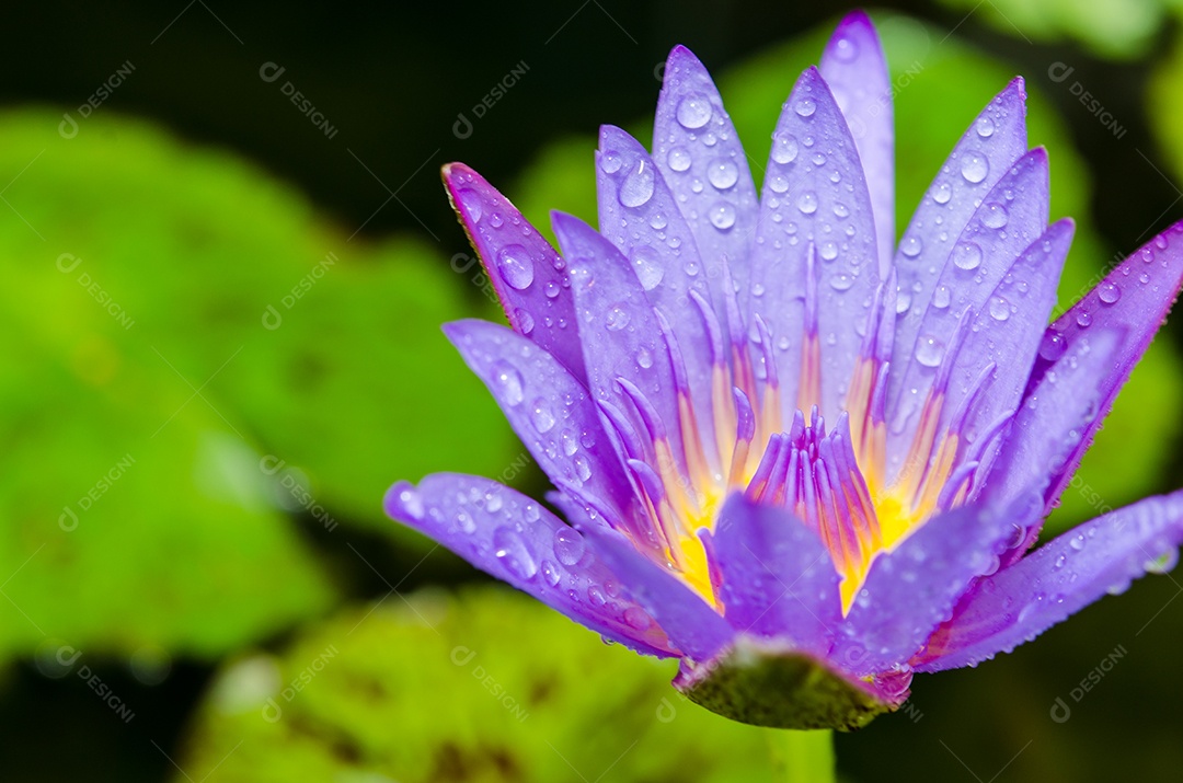 Lótus roxo isolado no fundo branco.