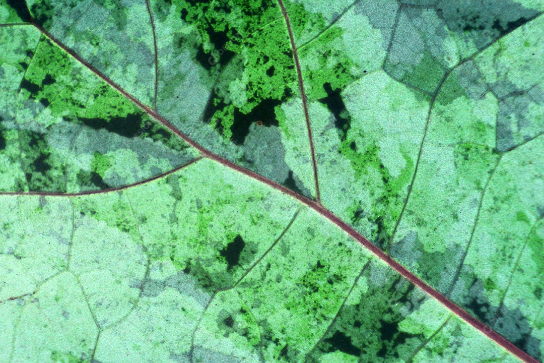 Feche a textura e o fundo das folhas