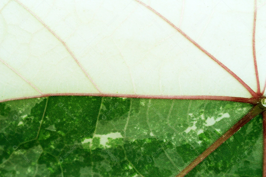 Feche a textura e o fundo das folhas