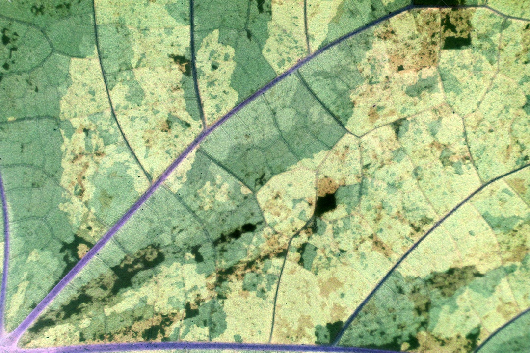 Feche a textura e o fundo das folhas