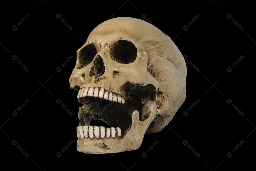 Crânio caveira sobre fundo isolado