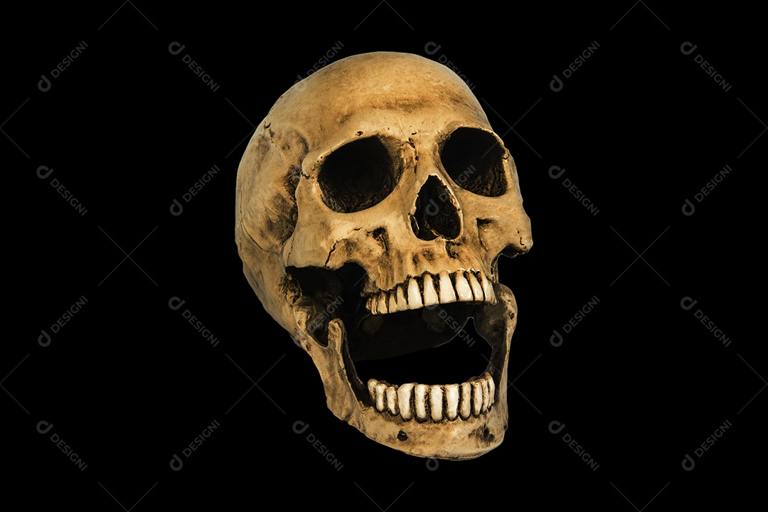 Crânio caveira sobre fundo isolado