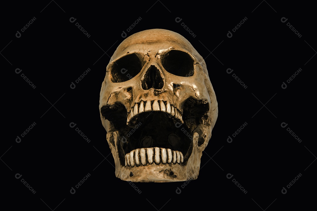 Crânio caveira sobre fundo isolado