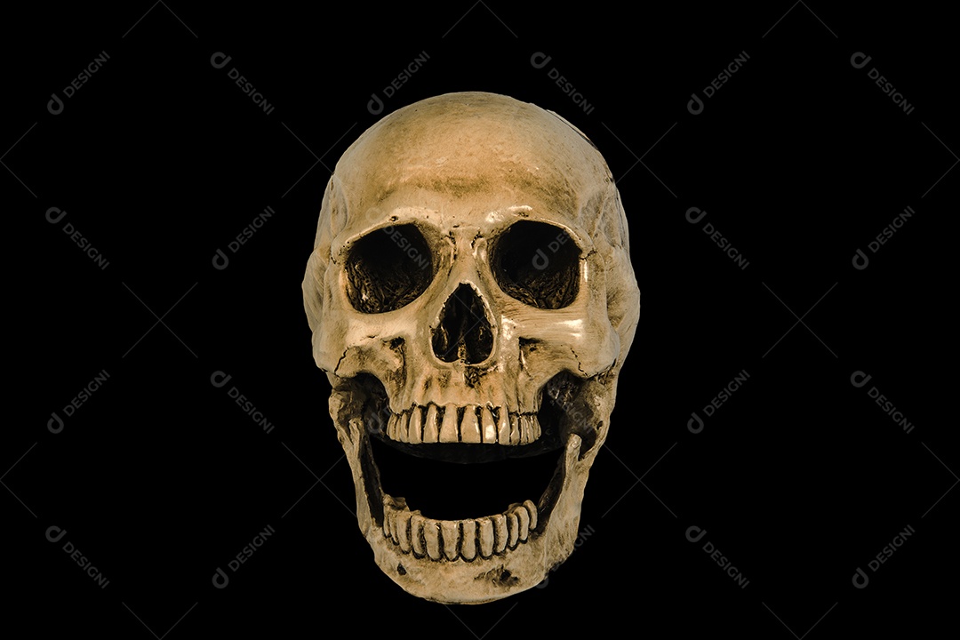 Crânio caveira sobre fundo isolado