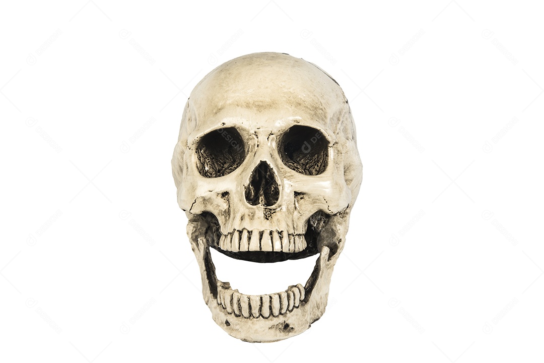 Crânio caveira sobre fundo isolado