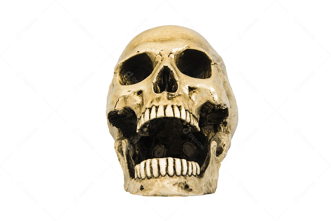 Crânio caveira sobre fundo isolado