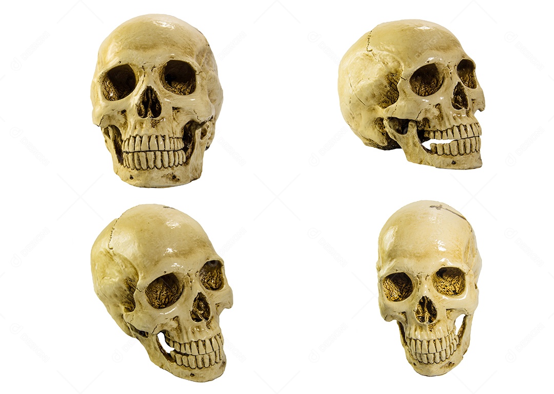 Crânio caveira sobre fundo isolado