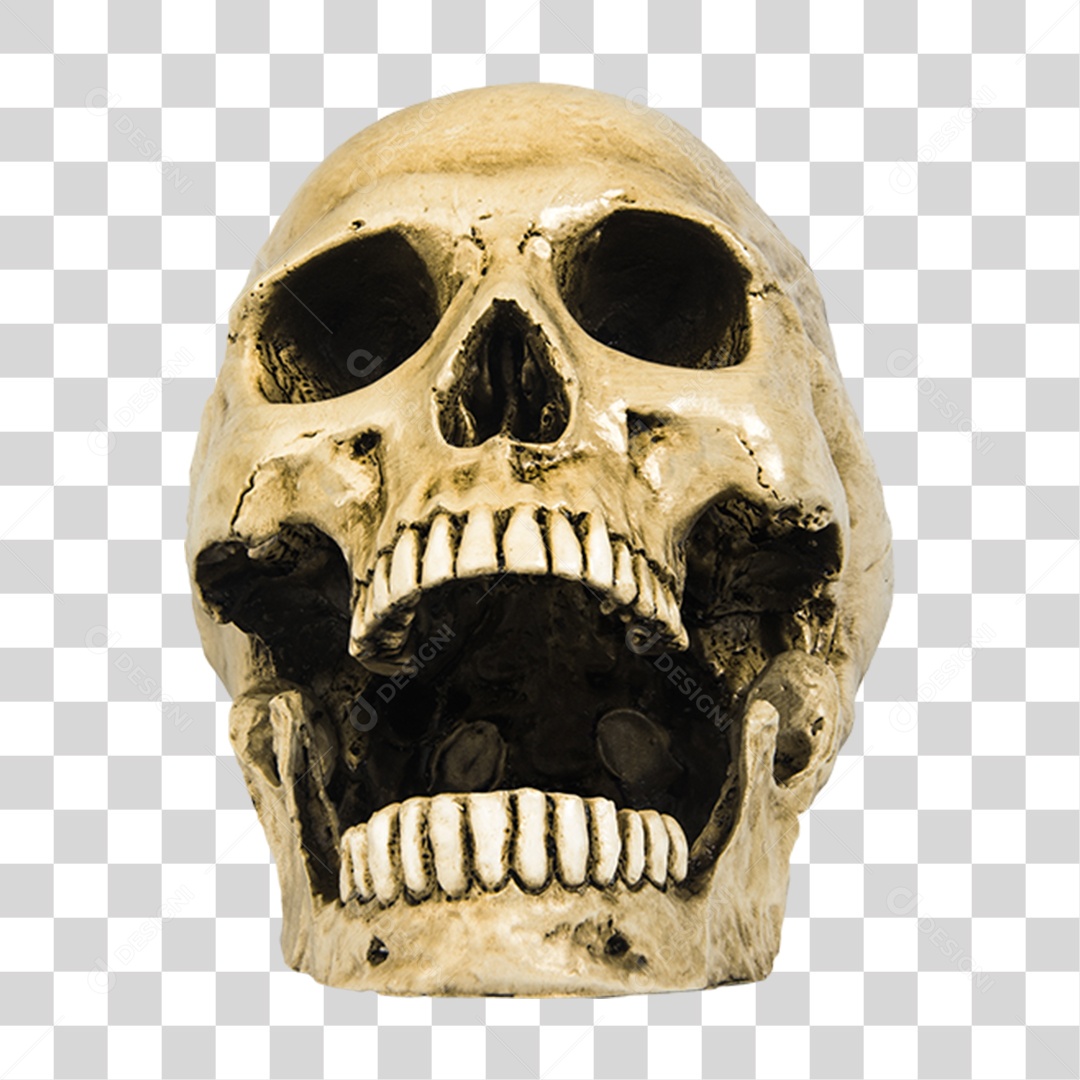 Objeto 3D Crânio Para Composição PNG Transparente