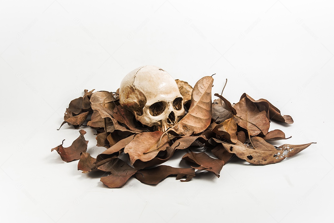 Crânio com folha seca, natureza morta