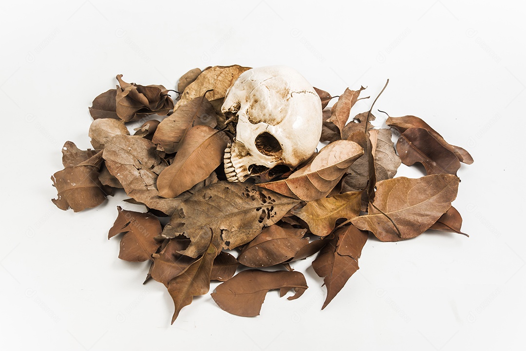 Crânio com folha seca, natureza morta