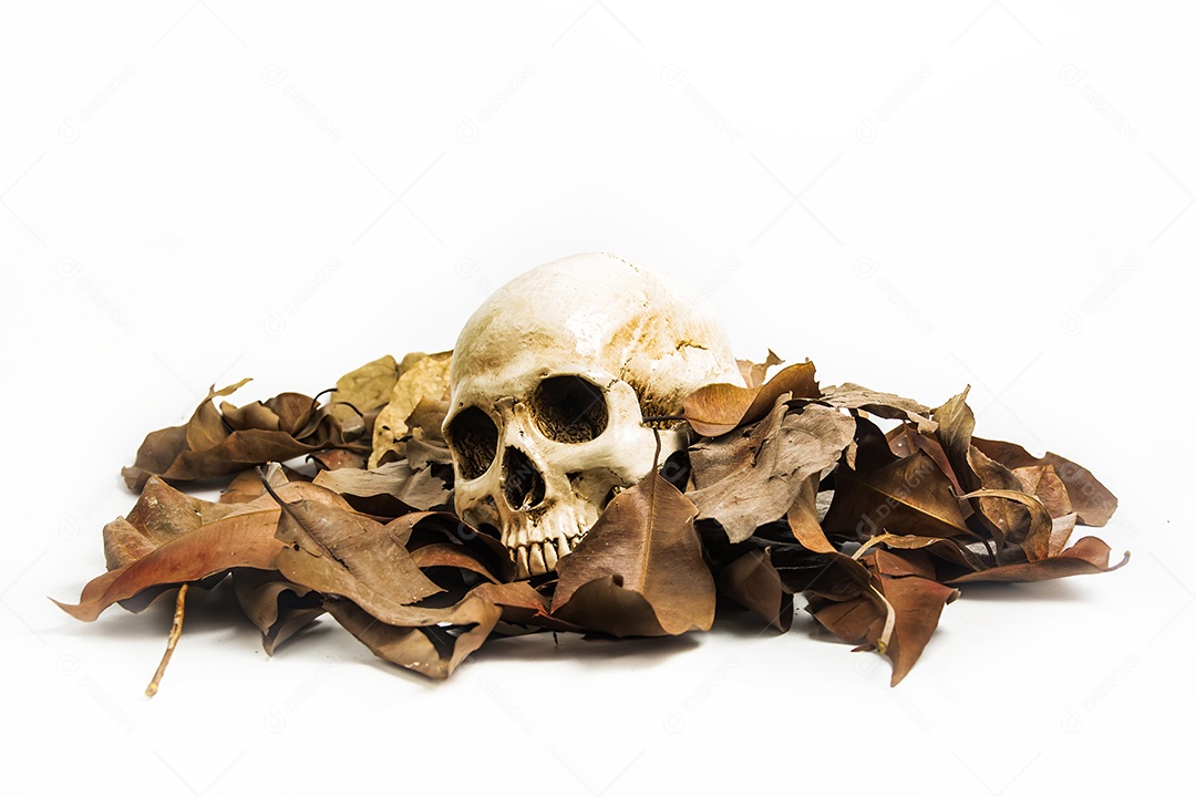Crânio com folha seca, natureza morta